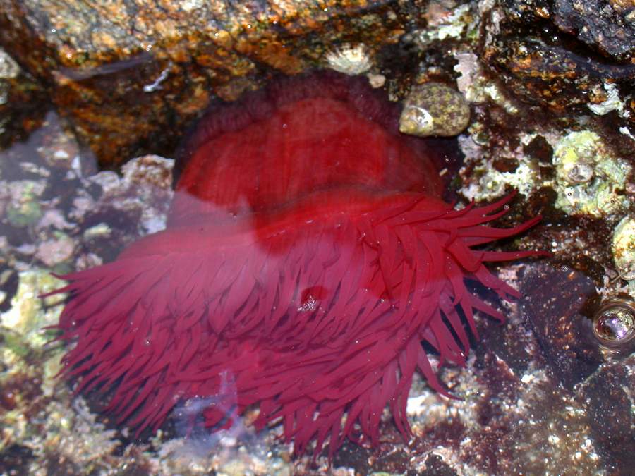 Actinia equina (Linn, 1758)